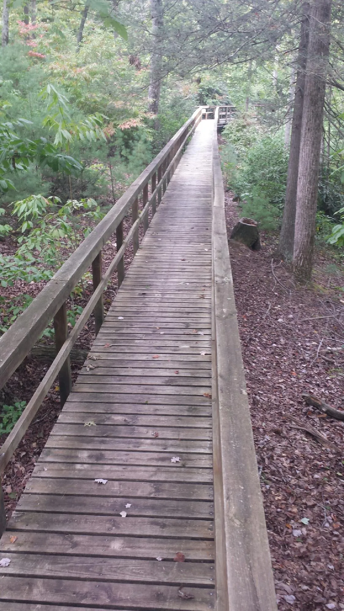 Long wood walkway with handrails built through the woods in Perryville